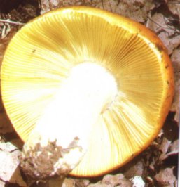 Russule dore ou russula aurea