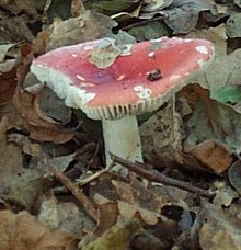 Russule mtique ou russula emetica