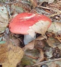 Russule Emtique ou Russula emetica