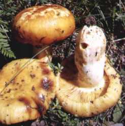 Russule Ftide ou Russula foetens