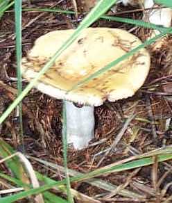 Russule Fiel ou Russula fella