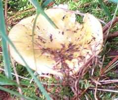 Russule Acre ou Russula felleus