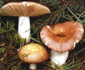 Russule Intgre ou Russula integra ou polychroma