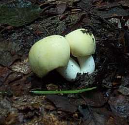 Russule jaune ou russula claroflava