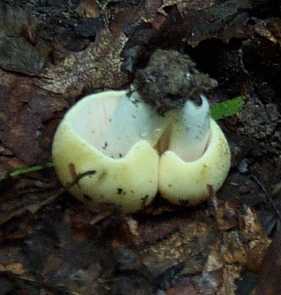 Russule jaune ou russula claroflava