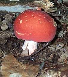 Russule jolie ou russula lepida ou rosacea