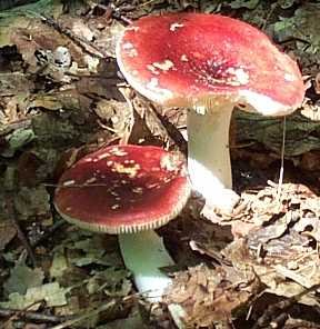 Russule jolie ou russula lepida ou rosacea