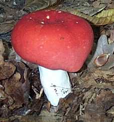 Russule Jolie ou Russula lepida ou rosacea