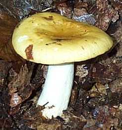 Russule Ocre ou Russula ochroleuca