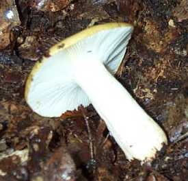 Russule Ocre ou Russula ochroleuca