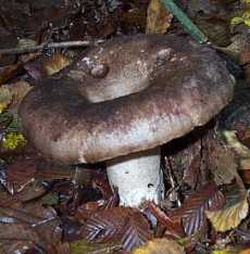 Russule pourpre et noir ou Russula undulata ou atropurpurea