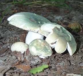 Russule verdoyante ou russula virescens