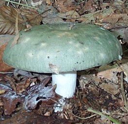 Russule Verdoyante ou Russula virescens