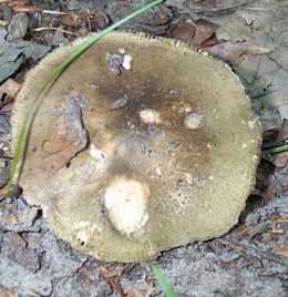 Russule Vert de gris ou Russule aeruginea