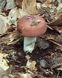 Russule comestible ou Russula vesca