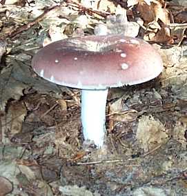 Russule comestible ou Russula vesca