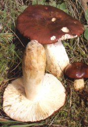 Russule viscide ou Russula viscida