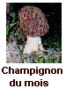 En attendant les premi�res morilles