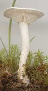 Clitocybe Blanc ou Clitocybe dealbata