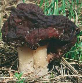 Gyromitre ou Gyromitra esculenta