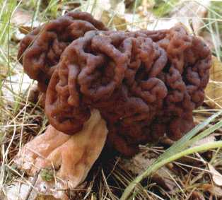 Gyromitre ou Gyromitra esculenta
