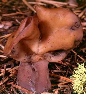 Gyromitre en turban ou gyromitra infula