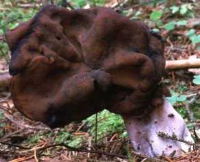 Gyromitre en turban ou gyromitra infula