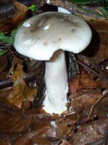 Clitocybe Nbuleux ou Clitocybe nebularis ou lepista nebularis