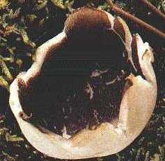 Pzize en couronne ou Peziza coronaria ou Sarcosphaera crassa ou eximia