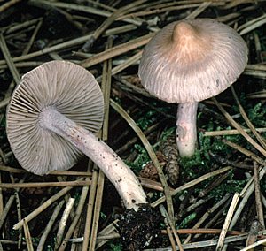 Inocybe terreux ou Inocybe geophylla