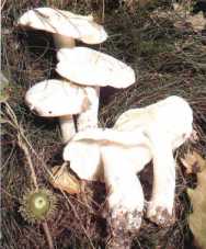 Tricholome blanc ou Tricholoma album