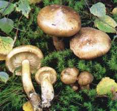 Tricholome fauve ou tricholoma fulvum ou flavobrunneum