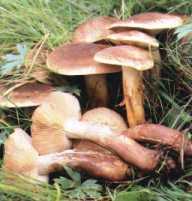 Tricholome imbriqu ou tricholoma imbricatum