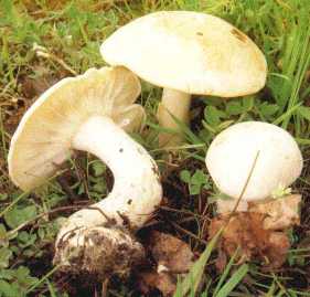 Mousseron ou Tricholome de la st Georges ou Tricholoma georgii ou Calocybe gambosa ou Lyophyllum