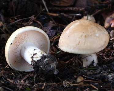 Mousseron ou Tricholome de la St Georges ou Tricholoma georgii ou Calocybe gambosa ou Lyophyllum