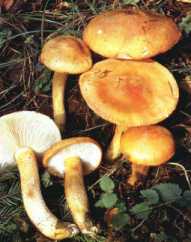 Tricholome orange ou tricholoma aurantium