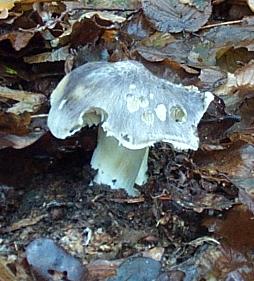 Tricholome prtentieux ou tricholoma portentosum