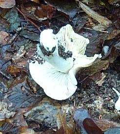 Tricholome prtentieux ou tricholoma portentosum