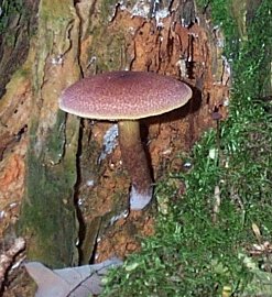 Tricholome rutilant ou tricholoma rutilans