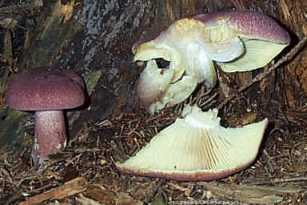 Tricholome rutilant ou tricholoma rutilans