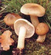 Tricholome savon ou tricholoma saponaceum