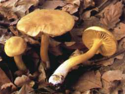 Tricholome souffr ou Tricholoma sulfureum