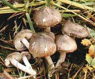 Tricholome couleur de terre ou petit gris ou tricholoma terreum