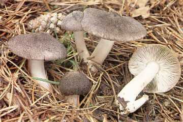 Tricholome couleur de terre ou petit gris ou tricholoma terreum