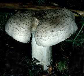 Tricholome fauve ou tricholoma fulvum ou flavobrunneum