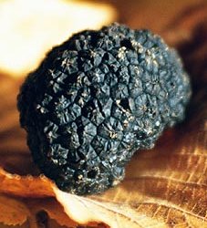 Truffe de Bourgogne ou tuber uncinatum