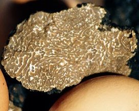 Truffe de Bourgogne ou tuber uncinatum