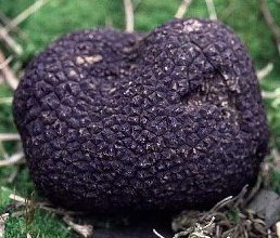 Truffe du Prigord ou tuber melanosporum