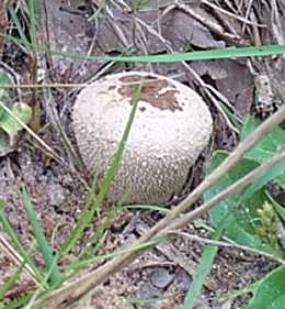Vesse de loup  diaphragme ou Vascellum pratense ou Vascellum depressum ou Lycoperdon hiemale