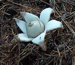 Gastre sessile ou Geastrum sessile ou Geastrum fimbriatum